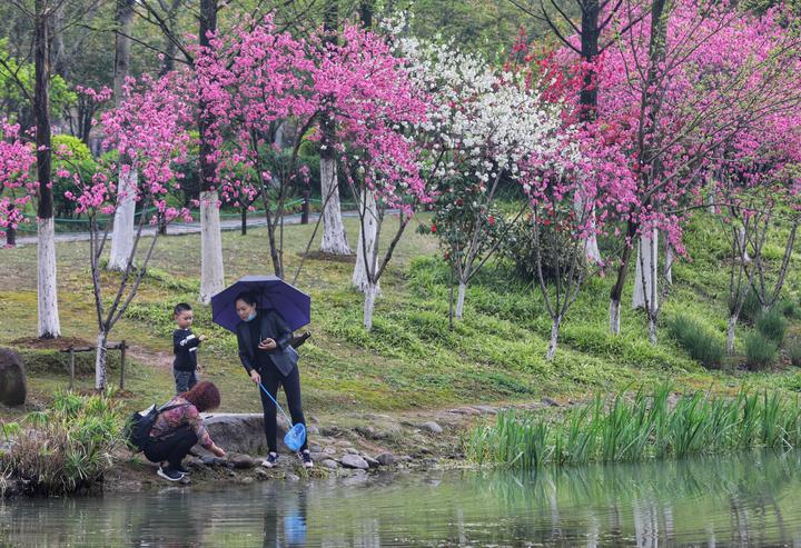 杭州千桃园:桃花盛放 游客增多