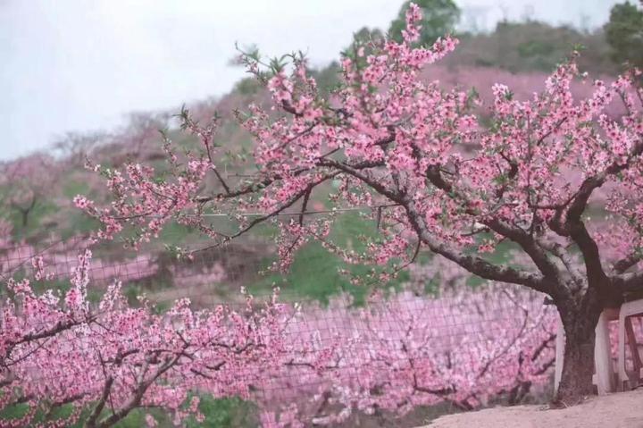 诸暨的春天太美了这片十里桃林你肯定没见过