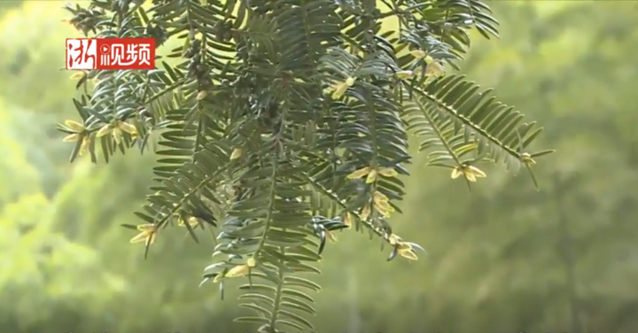 巡山问诊香榧林 宁波科技特派员十年助力造富山里人
