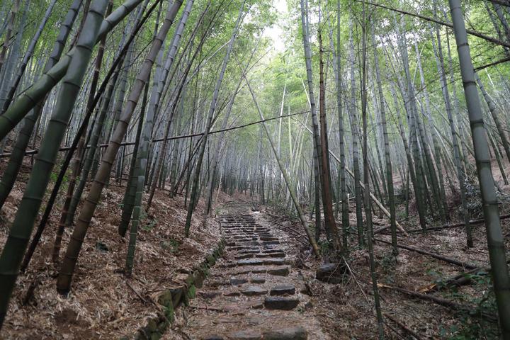 修复森林古道希冀重现芳华梅坞岭古道修葺工作再启动