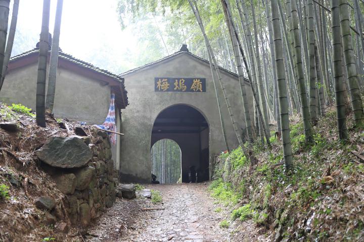 修复森林古道希冀重现芳华梅坞岭古道修葺工作再启动