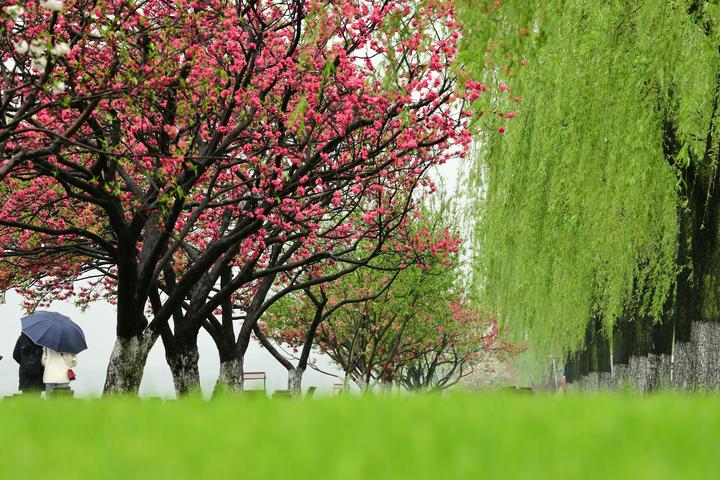 西湖桃红柳绿 游客雨中踏春