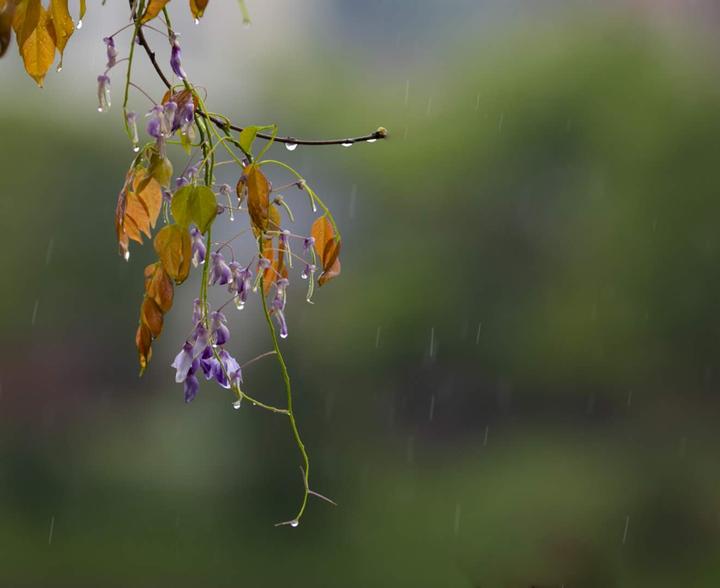 摄影师驾到丨春雨贵如油