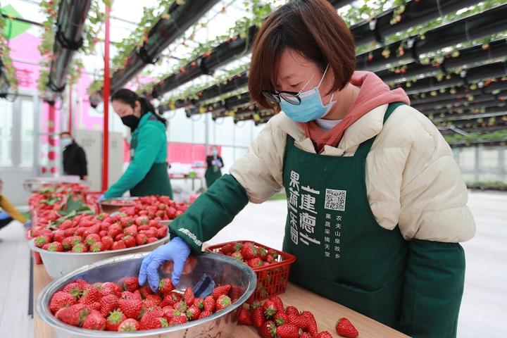 早安浙里建德②丨相约草莓小镇共享莓好时光