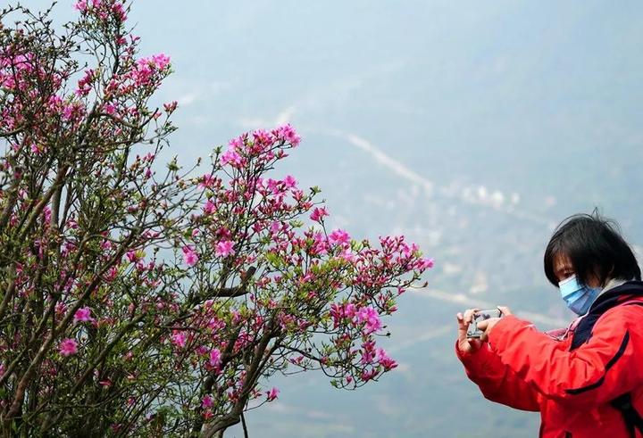 美如画!奉化金峨山杜鹃花15日左右迎来盛花期