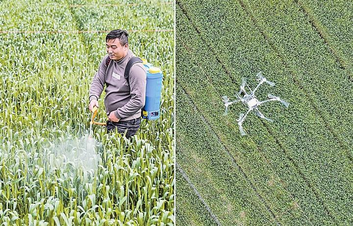 把实验室搬到田间地头 安吉开展小麦赤霉病防治施药技术研究试验