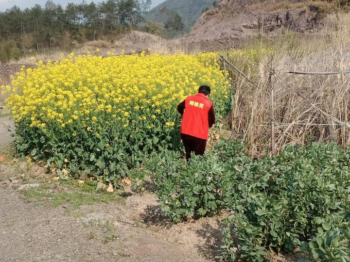 歌山镇全网式踏查禁种铲毒