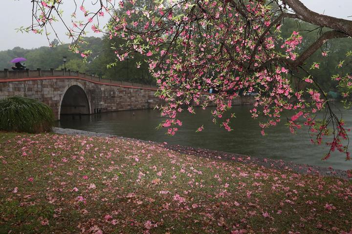 杭州:一夜春雨 满地桃花