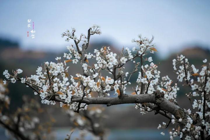 【诗意文成】又见梨花开