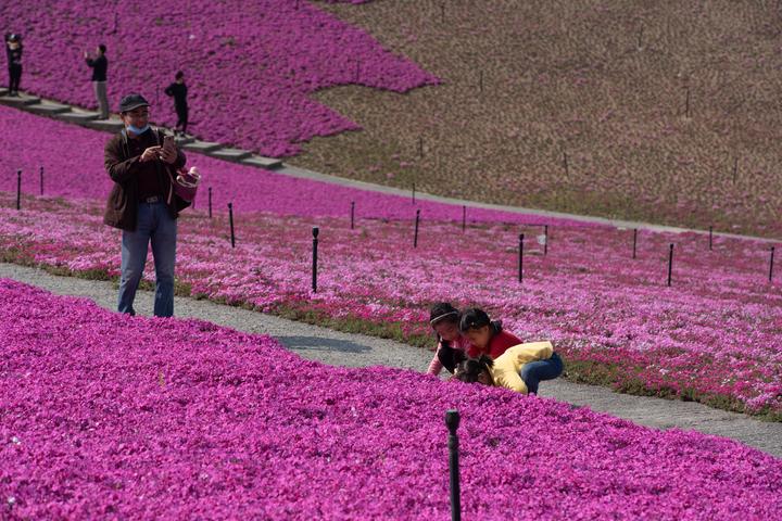 四月芬芳,宁波市江北区慈城镇绿野达人谷300多亩的芝樱花海迎来花季.