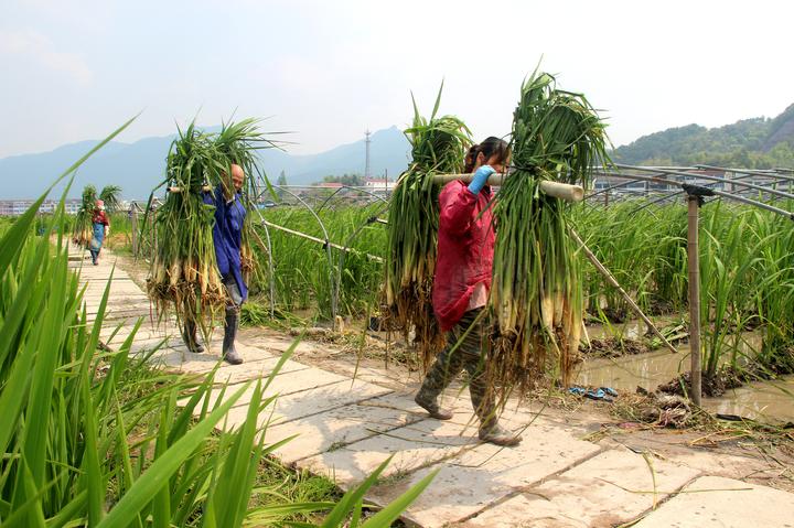 万亩茭白迎丰收