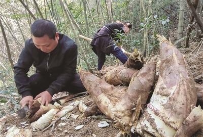 挖笋休闲 又尝鲜