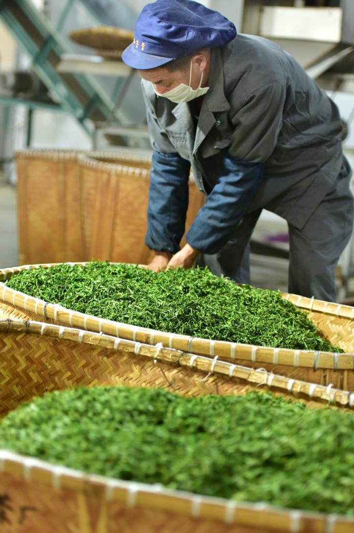 扶持全县茶叶骨干加工企业引进先进设备,开发碾茶,抹茶等系列茶产品