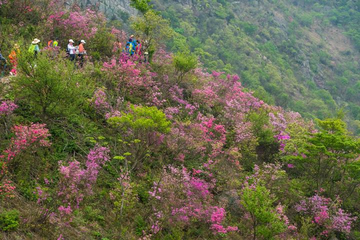 4月18日,宁波奉化金峨2020杜鹃花文化节在西坞街道金峨村举行.