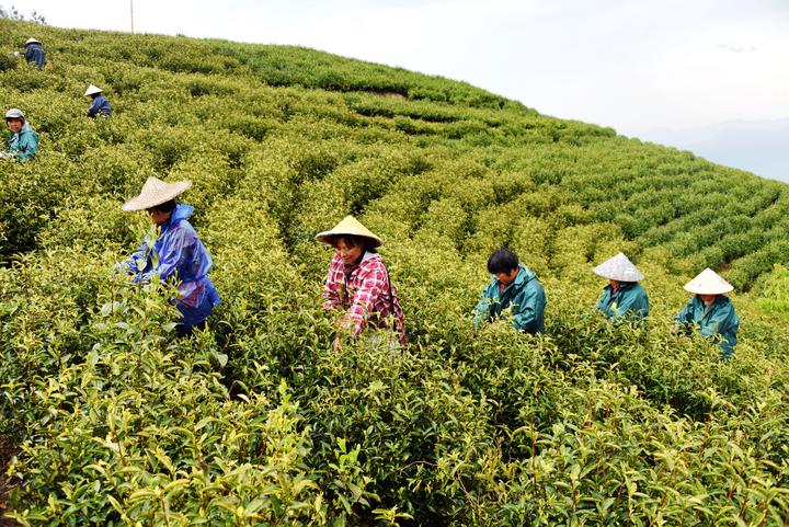 谷雨时节采茶忙