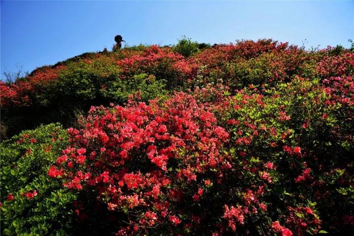 千亩映山红基地