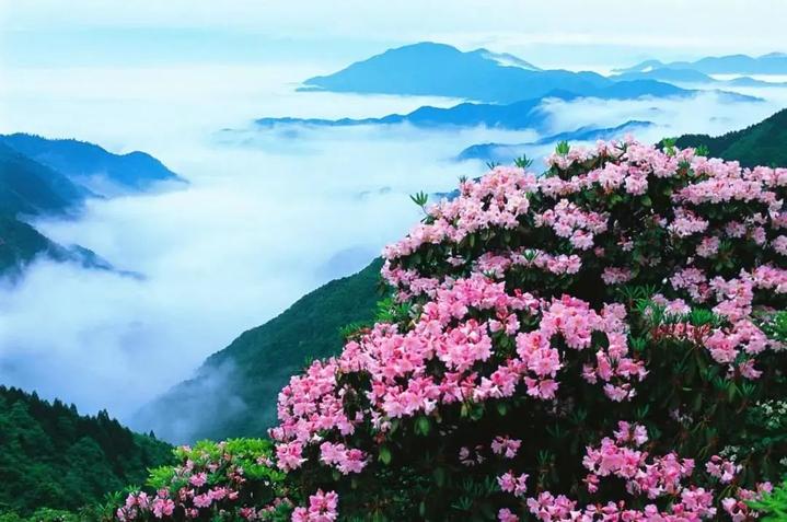天台山云锦杜鹃节即将开幕!让我们共赴一场杜鹃之约