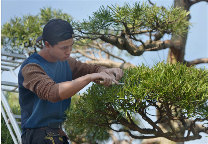 《园艺师》 张建成 李云升 摄于武义县履坦镇郭塘村龚建平新建的盆景