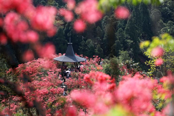 绵延10多公里磐安杜鹃花海 等你浪漫相约四五月