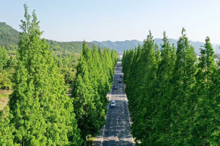 市巍山镇金鑫村仁山自然村附近的"国道象义线"上,两旁大树郁郁葱葱