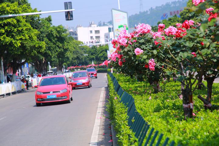 5月4日,玉环市玉城街道绿化带上的月季花竞相绽放,香气四溢.