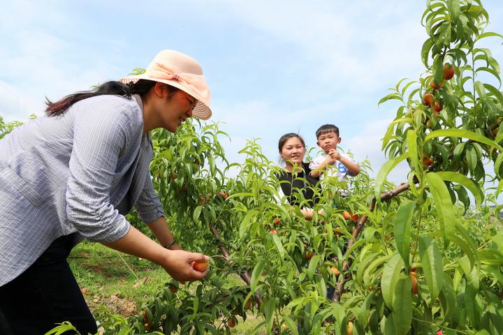 东阳:水果采摘添彩美丽乡村游