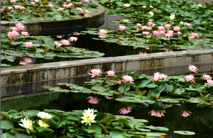 武义: 层层叠叠睡莲花 满池美景醉市民