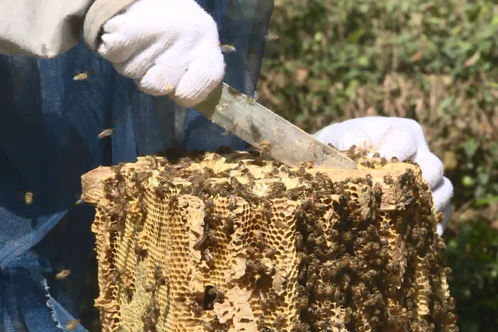 蜜蜂"采"回财富 长兴帮扶对象收获今年第一桶金