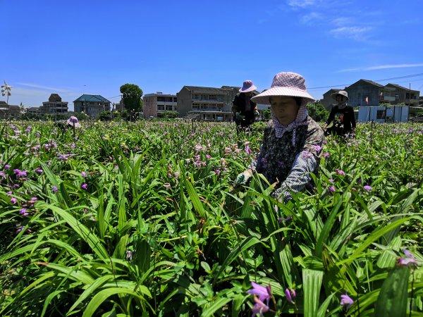 位于下宅金村的天冬,白芨中药材规范种植示范基地是我市首个中药材