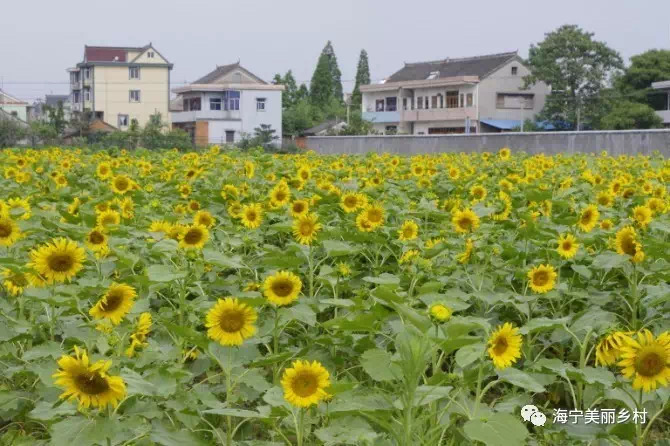 永福村▼许桥村▼李家村▼杨渡村许村镇达标村名单海宁市2019年度浙江