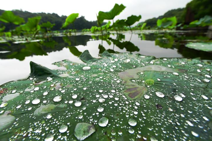 杭州:西湖雨荷落满珠