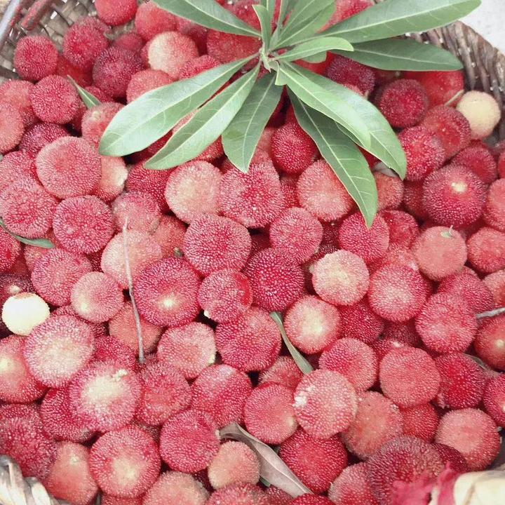 白杨梅十分稀有   相传在古代是一种贡品   想去尝一尝的话   就去