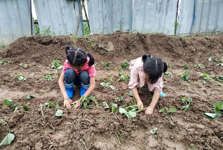 歌山中心幼儿园甽干教学点:播种番薯 收获喜悦
