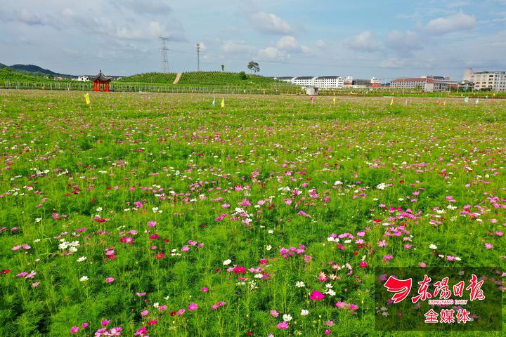 6月1日下午,东阳市南马镇花园村现代农业生态园成片的波斯菊绽放,勾勒