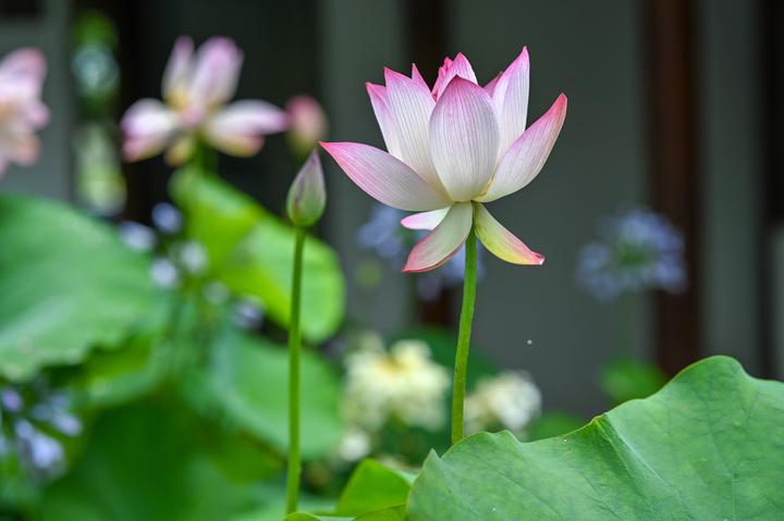 并蒂莲花惊艳亮相 西湖荷展明日开启