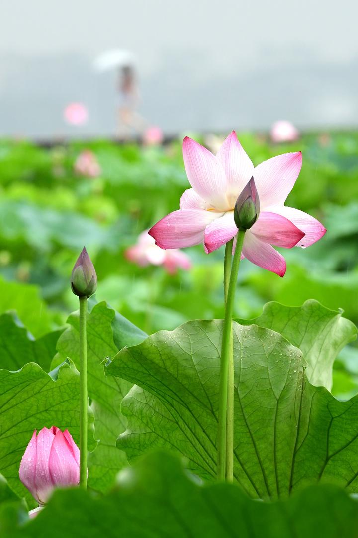 杭州:西湖荷花雨中争艳 赏荷渐入佳境