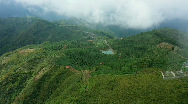 杭州富阳安顶山:云雾茶香中体验诗意生活