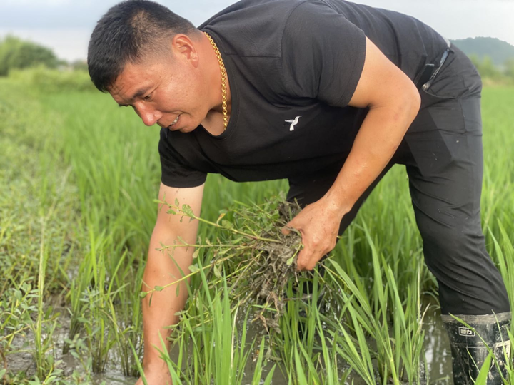 承包800多亩土地他在良渚古城遗址公园种水稻