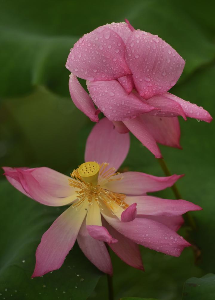 武义:小暑至 荷花艳