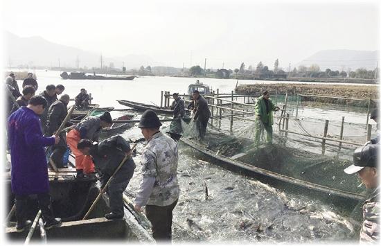 兰亭街道张家葑村自然生态湿地典型鱼米之乡