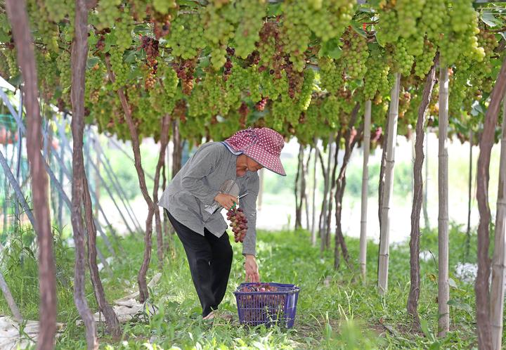 休闲农业园葡萄采摘游