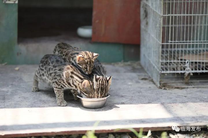 刚出生的野生豹猫各项免疫功能基本没有,一旦以普通牛奶喂养,就可能