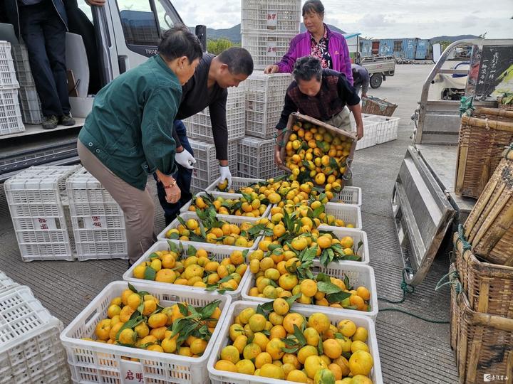 双节长假舟山六横柑橘销售旺