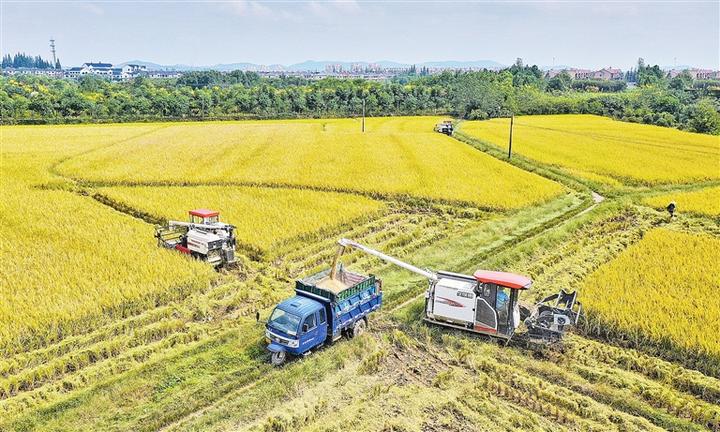 稻花飘香收割忙 安吉县13.33万亩水稻陆续进入收获季