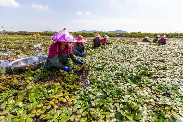 秋风起菱角香