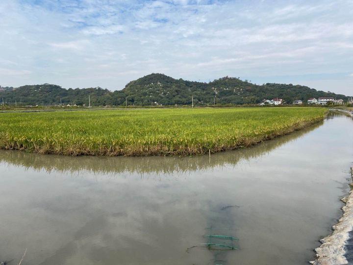 稻花香甜 鱼儿肥美 我区种粮大户引进"稻田养鱼"技术