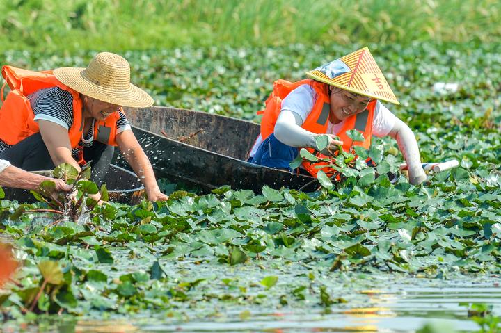 长兴:金秋水乡采菱忙