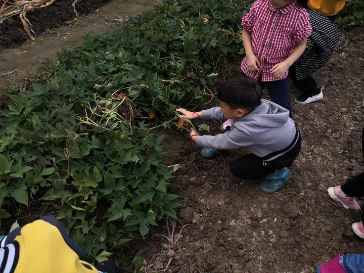 比一比薯你最棒永和镇中心幼儿园孩子在小农场开展劳动实践