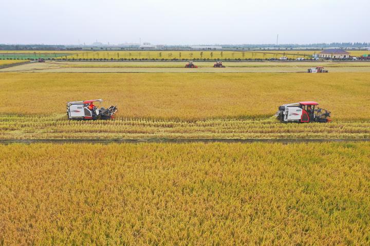 金色稻田成大片 杭州这个占地3900亩的农场迎丰收