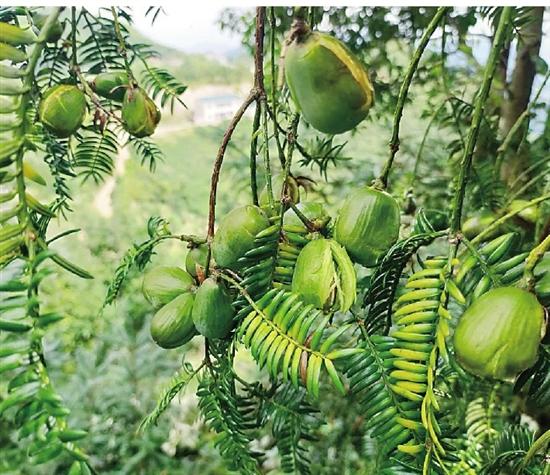 自然村的龙月家庭农场种植基地里,经过专家指导,200多亩香榧产量激增